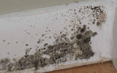 Effective mold removal techniques and prevention tips