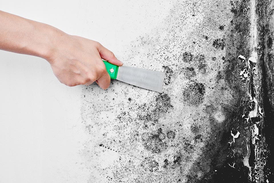 A hand wielding a scraper to remove black mold from a white wall, showcasing the importance of water damage restoration on the affected area and the cleaned portion.